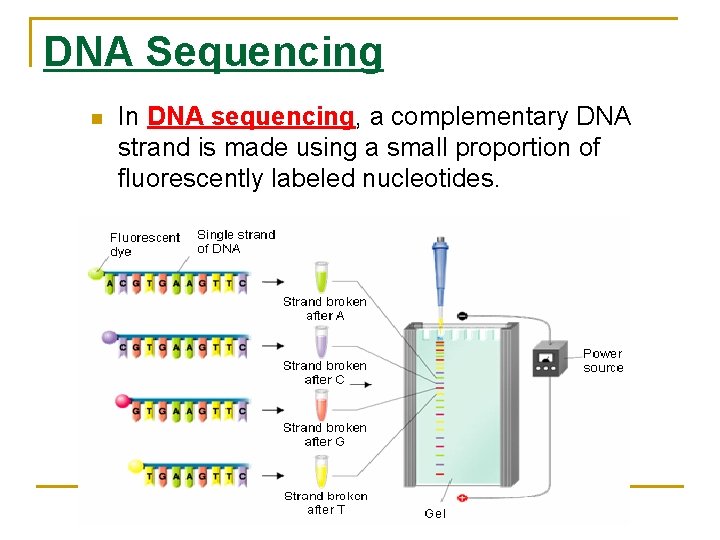 DNA Sequencing n In DNA sequencing, a complementary DNA strand is made using a