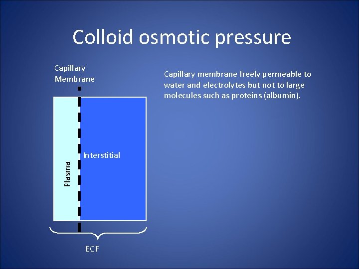 Colloid osmotic pressure Capillary Membrane Plasma Interstitial ECF Capillary membrane freely permeable to water