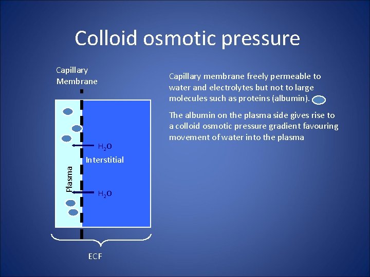 Colloid osmotic pressure Capillary Membrane Capillary membrane freely permeable to water and electrolytes but