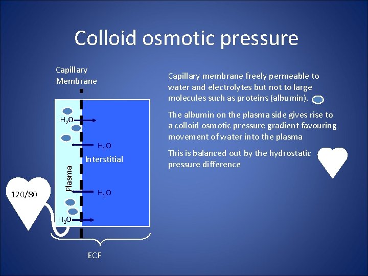 Colloid osmotic pressure Capillary Membrane Capillary membrane freely permeable to water and electrolytes but