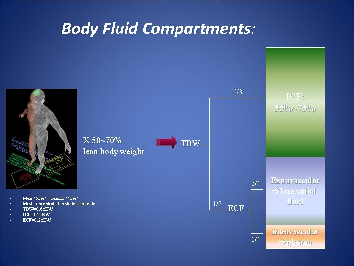Body Fluid Compartments: 2/3 X 50~70% lean body weight ICF: 55%~75% TBW 3/4 •