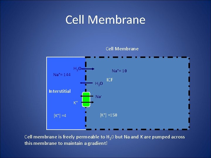Cell Membrane Na+= 144 H 2 O Na+= 10 H 2 O Interstitial ICF