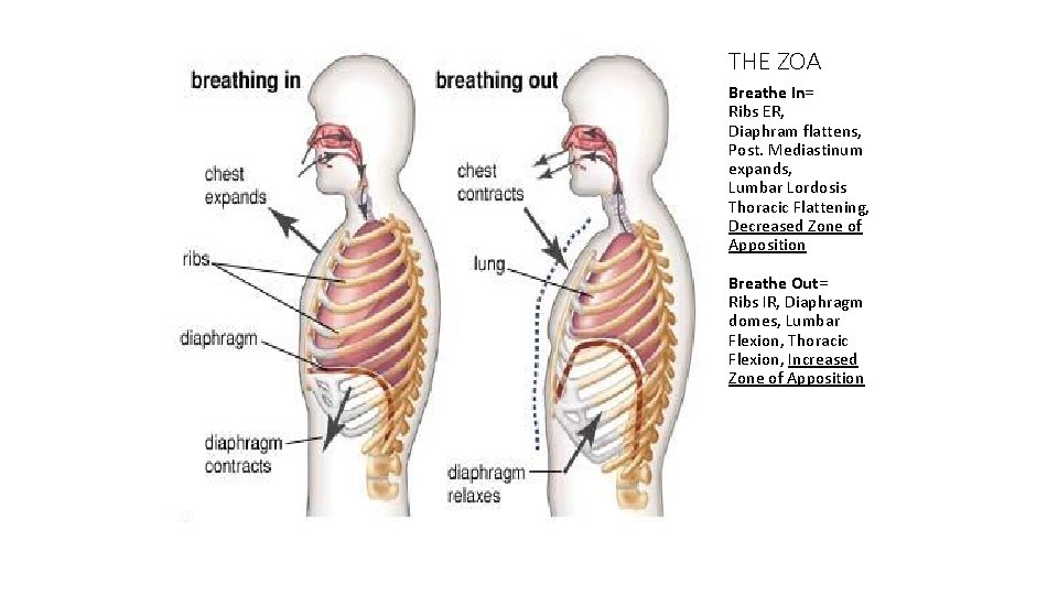 THE ZOA Breathe In= Ribs ER, Diaphram flattens, Post. Mediastinum expands, Lumbar Lordosis Thoracic