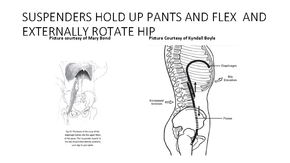 SUSPENDERS HOLD UP PANTS AND FLEX AND EXTERNALLY ROTATE HIP Picture courtesy of Mary