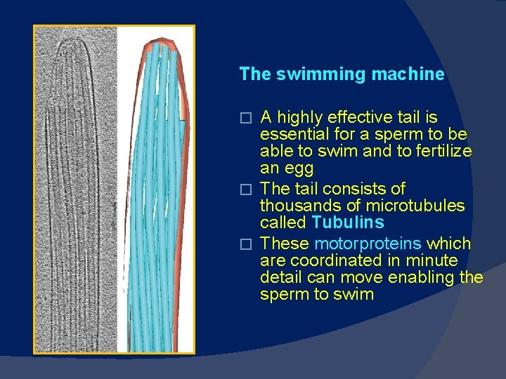 The swimming machine A highly effective tail is essential for a sperm to be