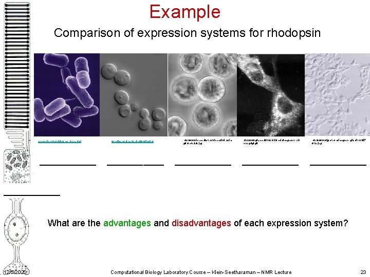 Example Comparison of expression systems for rhodopsin spacebio. net/modules/ mb_teare. html ______ genetics. med.