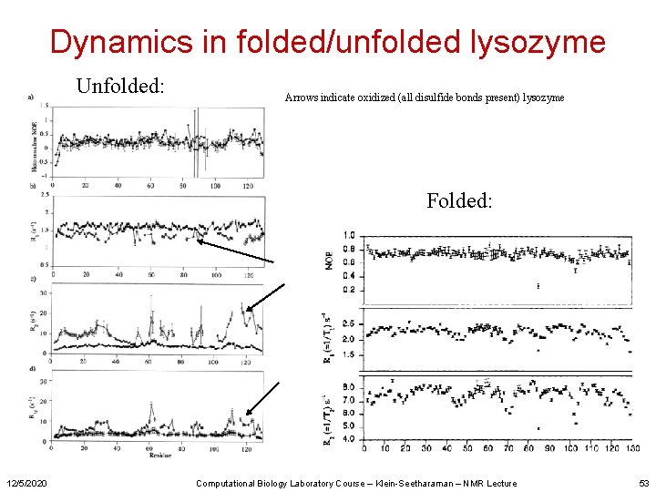 Dynamics in folded/unfolded lysozyme Unfolded: Arrows indicate oxidized (all disulfide bonds present) lysozyme Folded: