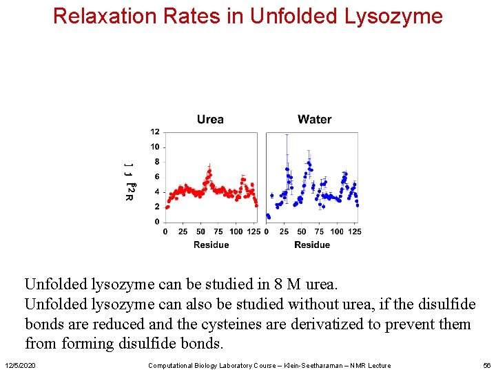 Relaxation Rates in Unfolded Lysozyme Unfolded lysozyme can be studied in 8 M urea.