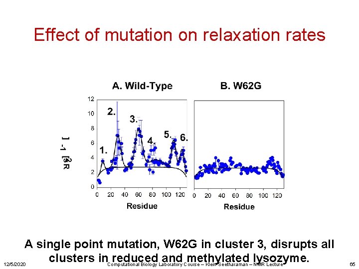 Effect of mutation on relaxation rates A single point mutation, W 62 G in