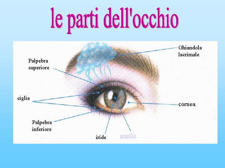 Ghiandola lacrimale Palpebra superiore ciglia cornea Palpebra inferiore iride pupilla 