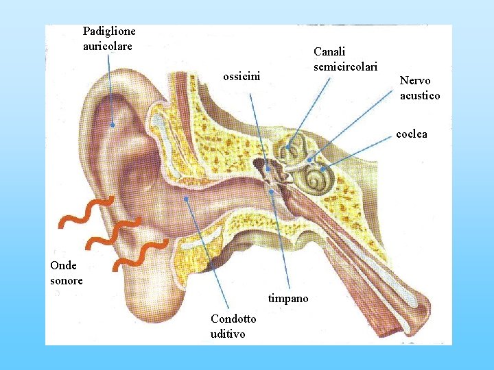 Padiglione auricolare Canali semicircolari ossicini Nervo acustico coclea Onde sonore timpano Condotto uditivo 