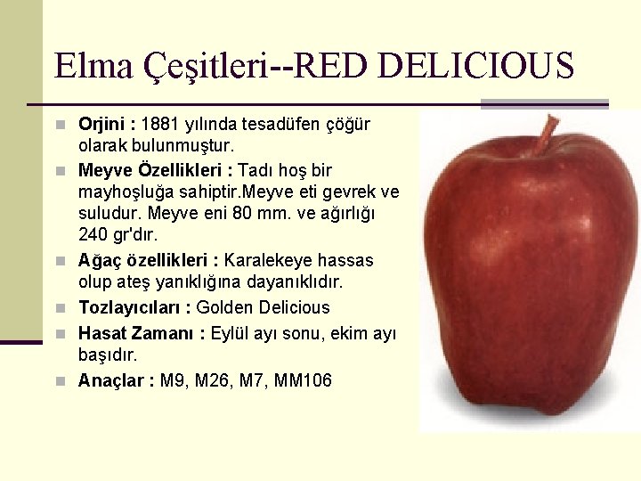 Elma Çeşitleri--RED DELICIOUS n Orjini : 1881 yılında tesadüfen çöğür n n n olarak