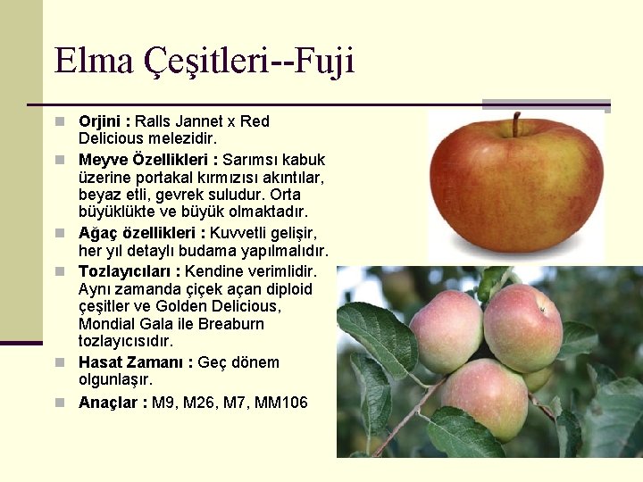 Elma Çeşitleri--Fuji n Orjini : Ralls Jannet x Red n n n Delicious melezidir.