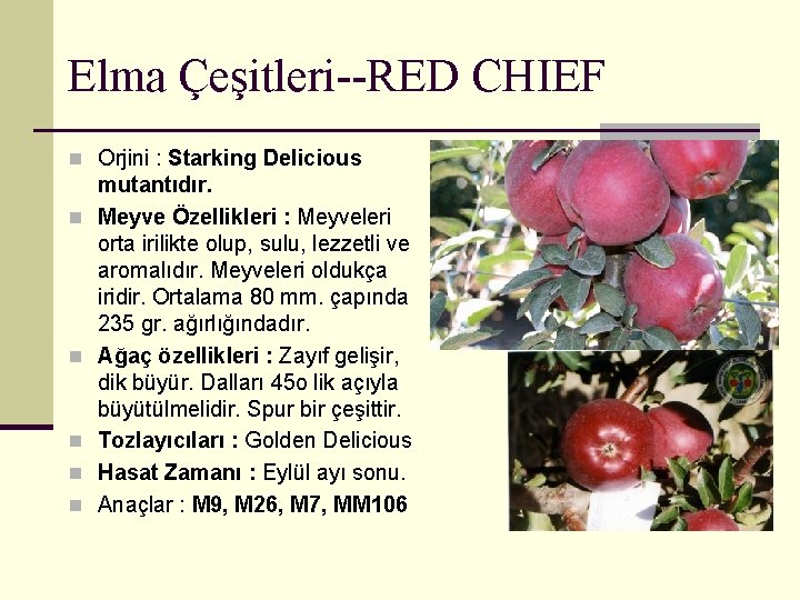 Elma Çeşitleri--RED CHIEF n Orjini : Starking Delicious n n n mutantıdır. Meyve Özellikleri