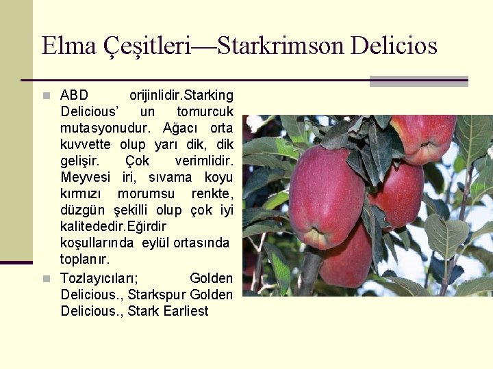 Elma Çeşitleri—Starkrimson Delicios n ABD orijinlidir. Starking Delicious’ un tomurcuk mutasyonudur. Ağacı orta kuvvette