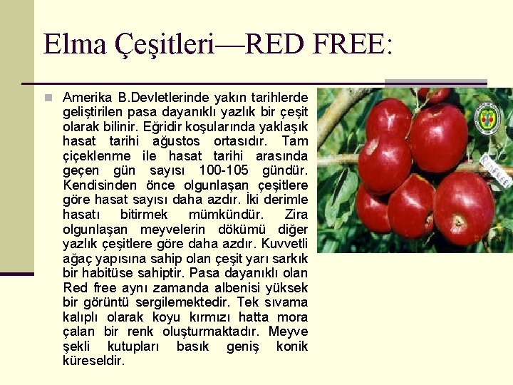 Elma Çeşitleri—RED FREE: n Amerika B. Devletlerinde yakın tarihlerde geliştirilen pasa dayanıklı yazlık bir