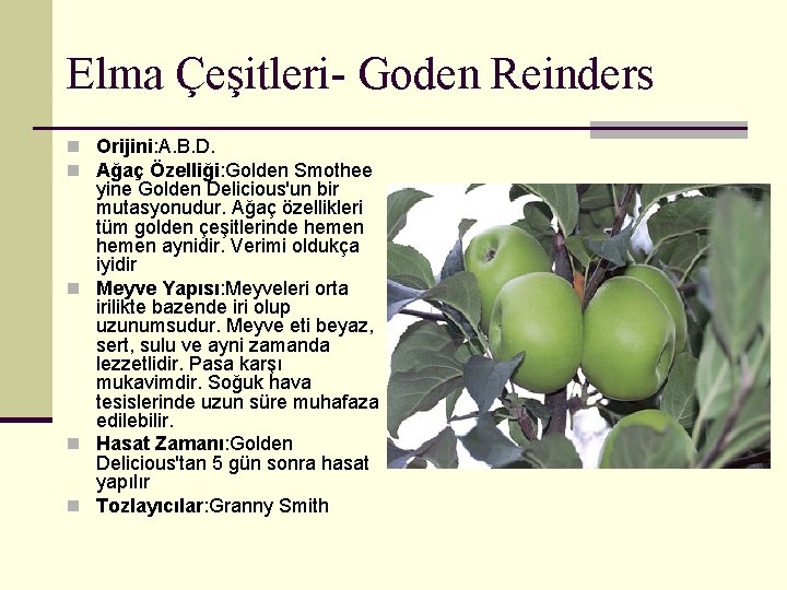 Elma Çeşitleri- Goden Reinders n Orijini: A. B. D. n Ağaç Özelliği: Golden Smothee