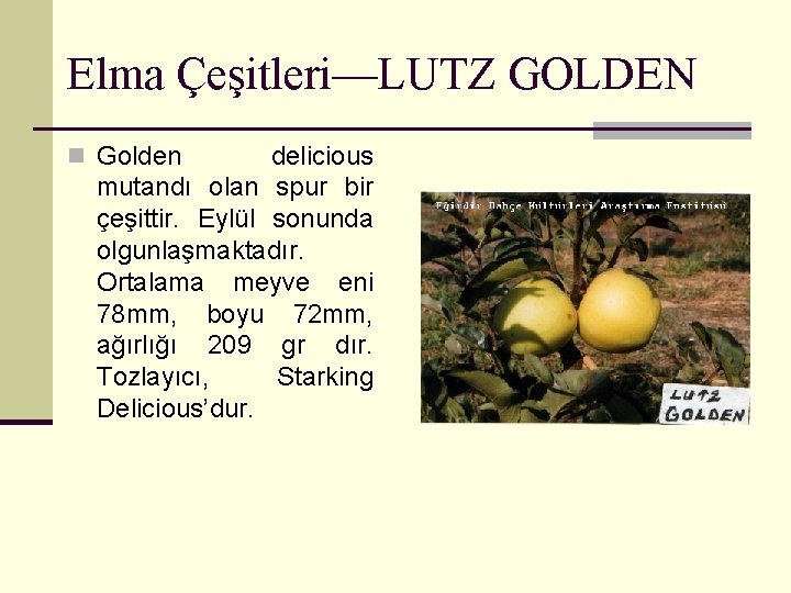 Elma Çeşitleri—LUTZ GOLDEN n Golden delicious mutandı olan spur bir çeşittir. Eylül sonunda olgunlaşmaktadır.