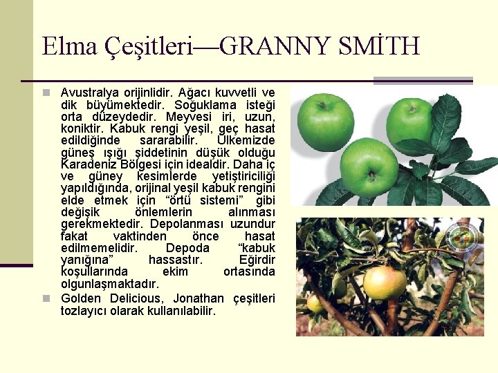 Elma Çeşitleri—GRANNY SMİTH n Avustralya orijinlidir. Ağacı kuvvetli ve dik büyümektedir. Soğuklama isteği orta