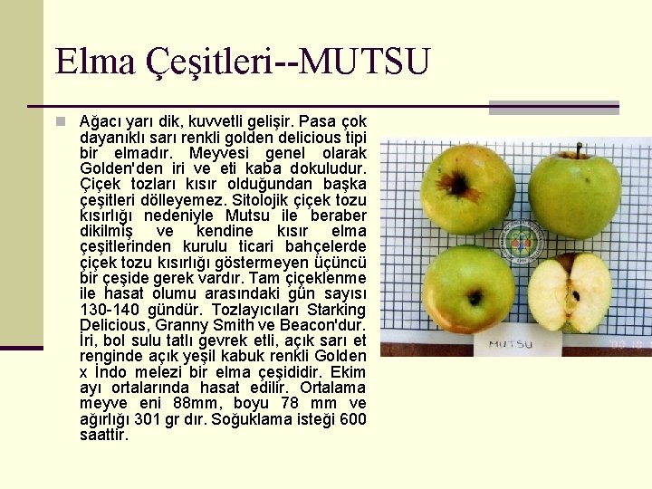 Elma Çeşitleri--MUTSU n Ağacı yarı dik, kuvvetli gelişir. Pasa çok dayanıklı sarı renkli golden