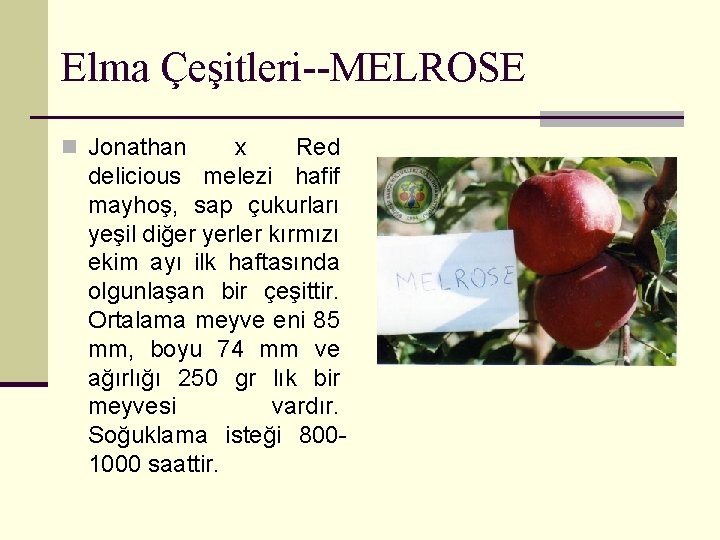 Elma Çeşitleri--MELROSE n Jonathan x Red delicious melezi hafif mayhoş, sap çukurları yeşil diğer