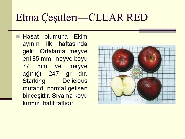 Elma Çeşitleri—CLEAR RED n Hasat olumuna Ekim ayının ilk haftasında gelir. Ortalama meyve eni