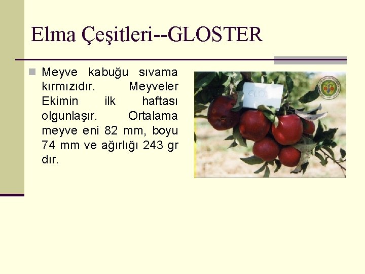 Elma Çeşitleri--GLOSTER n Meyve kabuğu sıvama kırmızıdır. Meyveler Ekimin ilk haftası olgunlaşır. Ortalama meyve