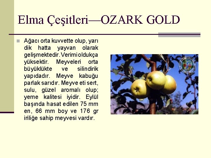 Elma Çeşitleri—OZARK GOLD n Ağacı orta kuvvette olup, yarı dik hatta yayvan olarak gelişmektedir.