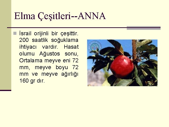 Elma Çeşitleri--ANNA n İsrail orijinli bir çeşittir. 200 saatlik soğuklama ihtiyacı vardır. Hasat olumu