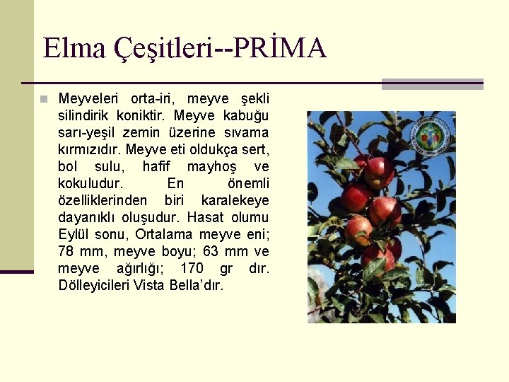 Elma Çeşitleri--PRİMA n Meyveleri orta-iri, meyve şekli silindirik koniktir. Meyve kabuğu sarı-yeşil zemin üzerine