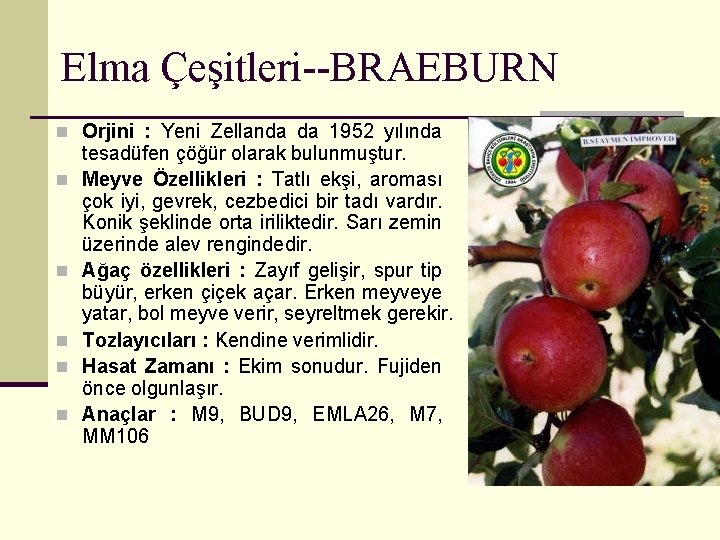 Elma Çeşitleri--BRAEBURN n Orjini : Yeni Zellanda da 1952 yılında n n n tesadüfen