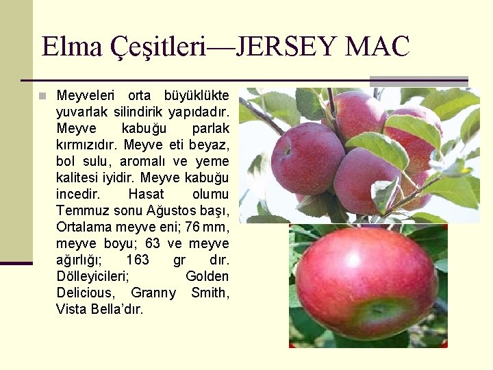 Elma Çeşitleri—JERSEY MAC n Meyveleri orta büyüklükte yuvarlak silindirik yapıdadır. Meyve kabuğu parlak kırmızıdır.