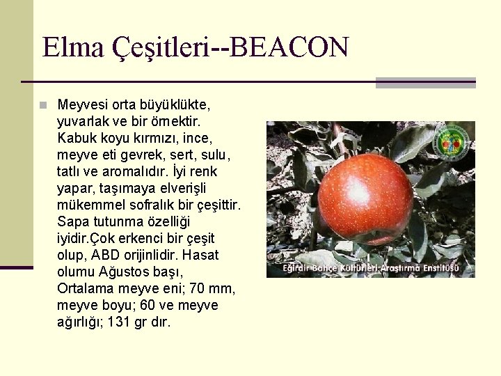 Elma Çeşitleri--BEACON n Meyvesi orta büyüklükte, yuvarlak ve bir örnektir. Kabuk koyu kırmızı, ince,