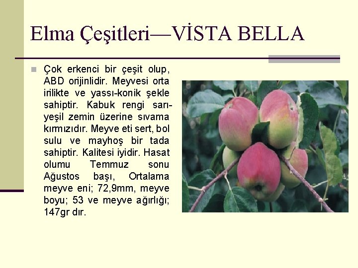 Elma Çeşitleri—VİSTA BELLA n Çok erkenci bir çeşit olup, ABD orijinlidir. Meyvesi orta irilikte