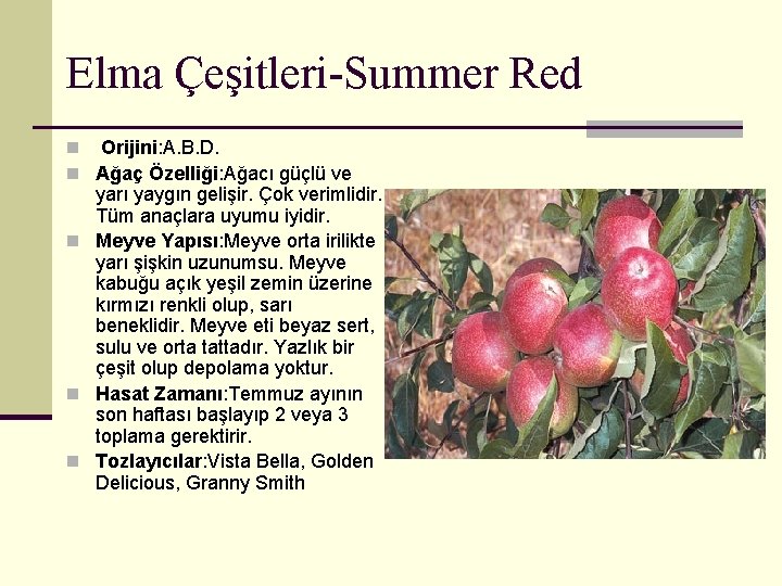 Elma Çeşitleri-Summer Red n Orijini: A. B. D. n Ağaç Özelliği: Ağacı güçlü ve