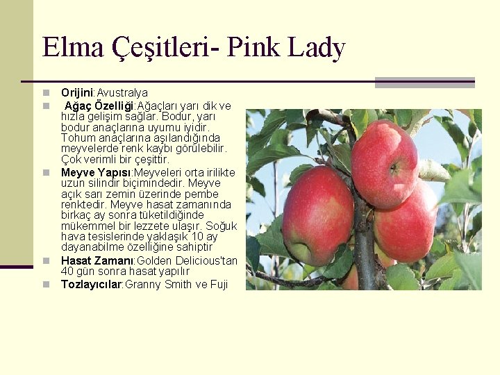 Elma Çeşitleri- Pink Lady Orijini: Avustralya Ağaç Özelliği: Ağaçları yarı dik ve hızla gelişim