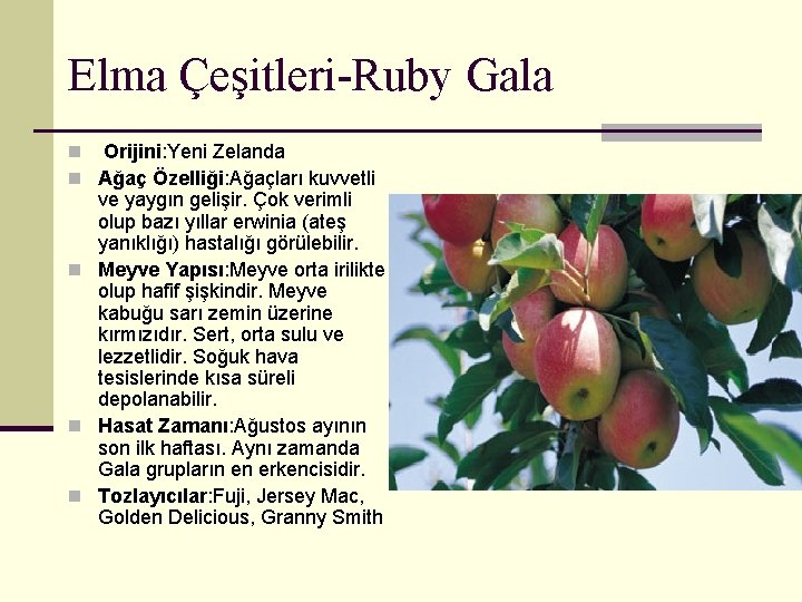 Elma Çeşitleri-Ruby Gala n Orijini: Yeni Zelanda n Ağaç Özelliği: Ağaçları kuvvetli ve yaygın