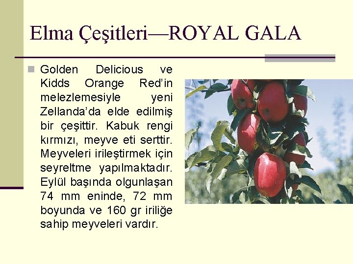 Elma Çeşitleri—ROYAL GALA n Golden Delicious ve Kidds Orange Red’in melezlemesiyle yeni Zellanda’da elde