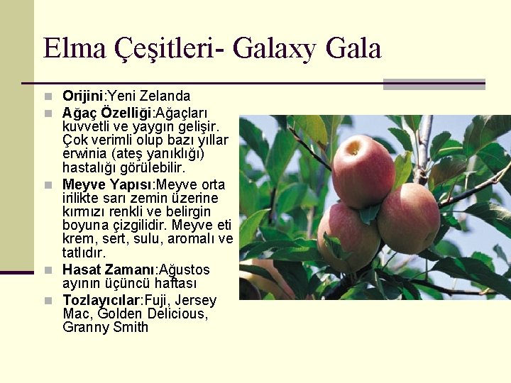 Elma Çeşitleri- Galaxy Gala n Orijini: Yeni Zelanda n Ağaç Özelliği: Ağaçları kuvvetli ve