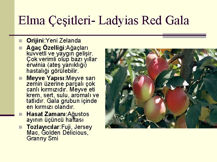 Elma Çeşitleri- Ladyias Red Gala n Orijini: Yeni Zelanda n Ağaç Özelliği: Ağaçları kuvvetli