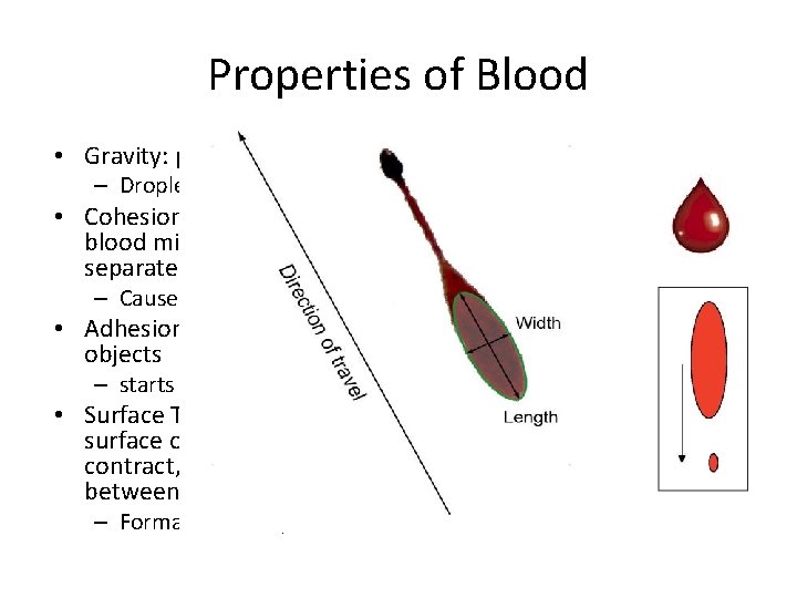 Properties of Blood • Gravity: pulls it to ground – Droplet becomes longer than