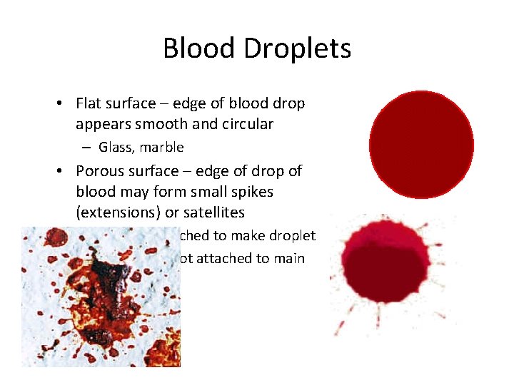 Blood Droplets • Flat surface – edge of blood drop appears smooth and circular