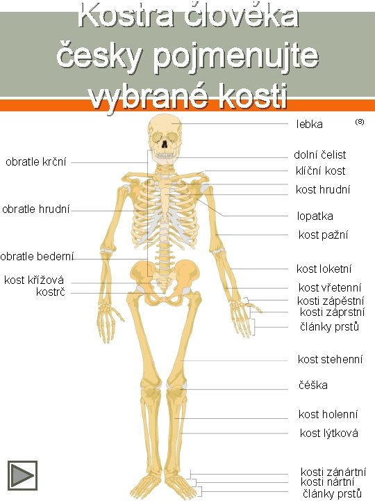 Kostra člověka česky pojmenujte vybrané kosti lebka obratle krční (8) dolní čelist klíční kost
