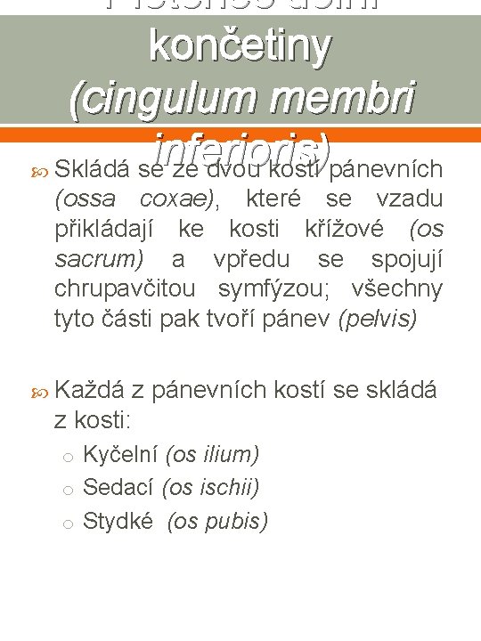 Pletenec dolní končetiny (cingulum membri inferioris) Skládá se ze dvou kostí pánevních (ossa coxae),