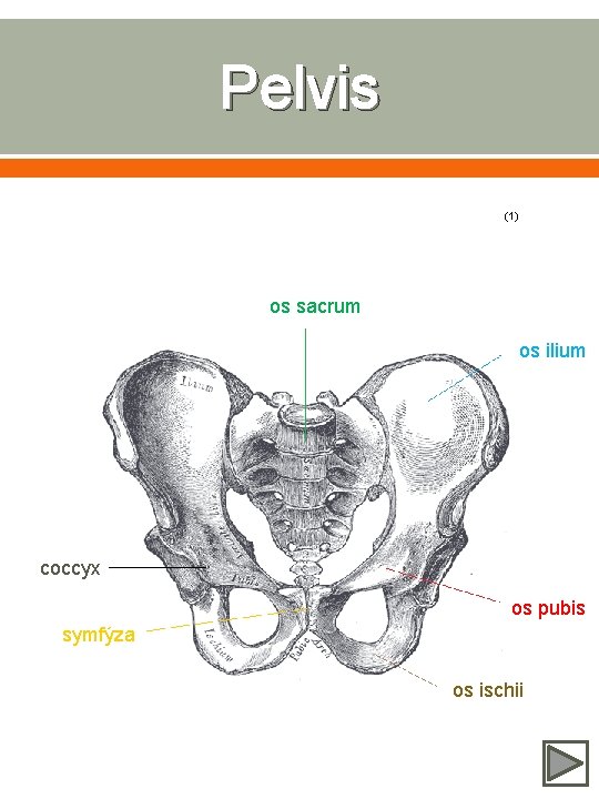 Pelvis (1) os sacrum os ilium coccyx os pubis symfýza os ischii 