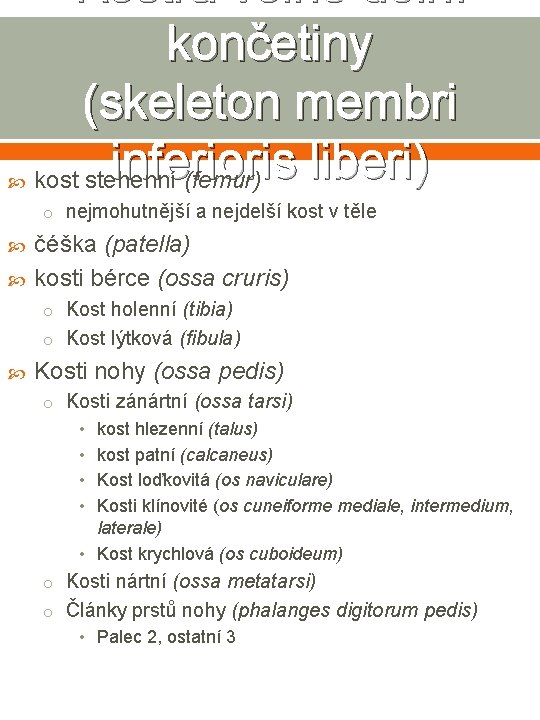  Kostra volné dolní končetiny (skeleton membri inferioris liberi) kost stehenní (femur) o nejmohutnější
