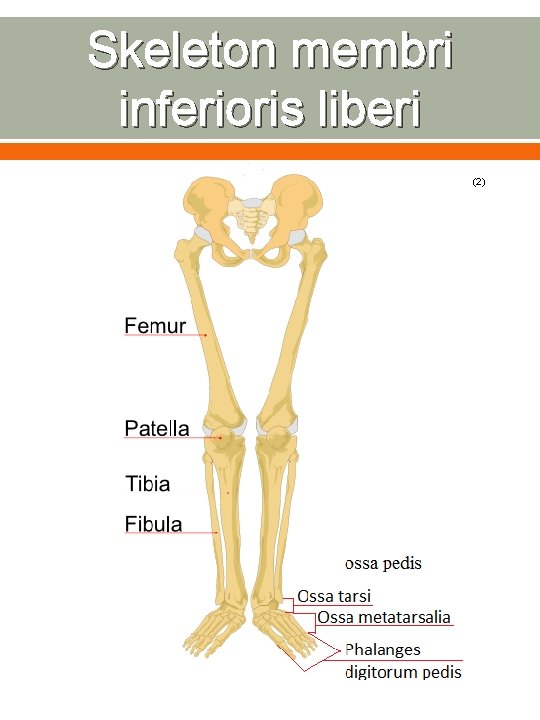 Skeleton membri inferioris liberi (2) 
