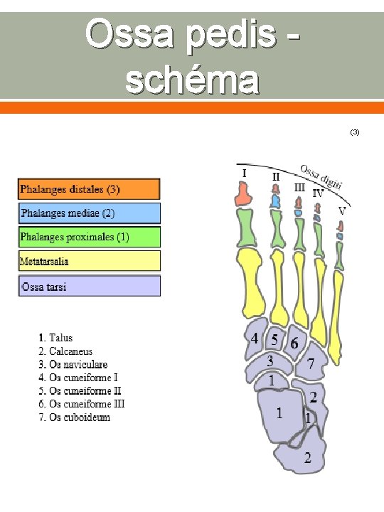 Ossa pedis - schéma (3) 
