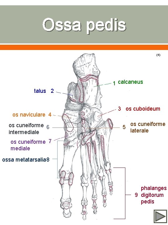Ossa pedis (4) 1 calcaneus talus 2 os naviculare 4 os cuneiforme 6 intermediale