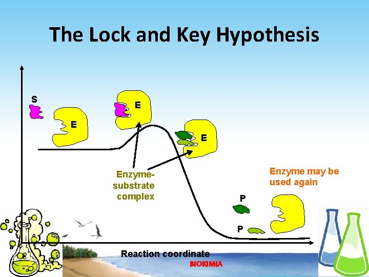 The Lock and Key Hypothesis S E Enzyme may be used again Enzymesubstrate complex